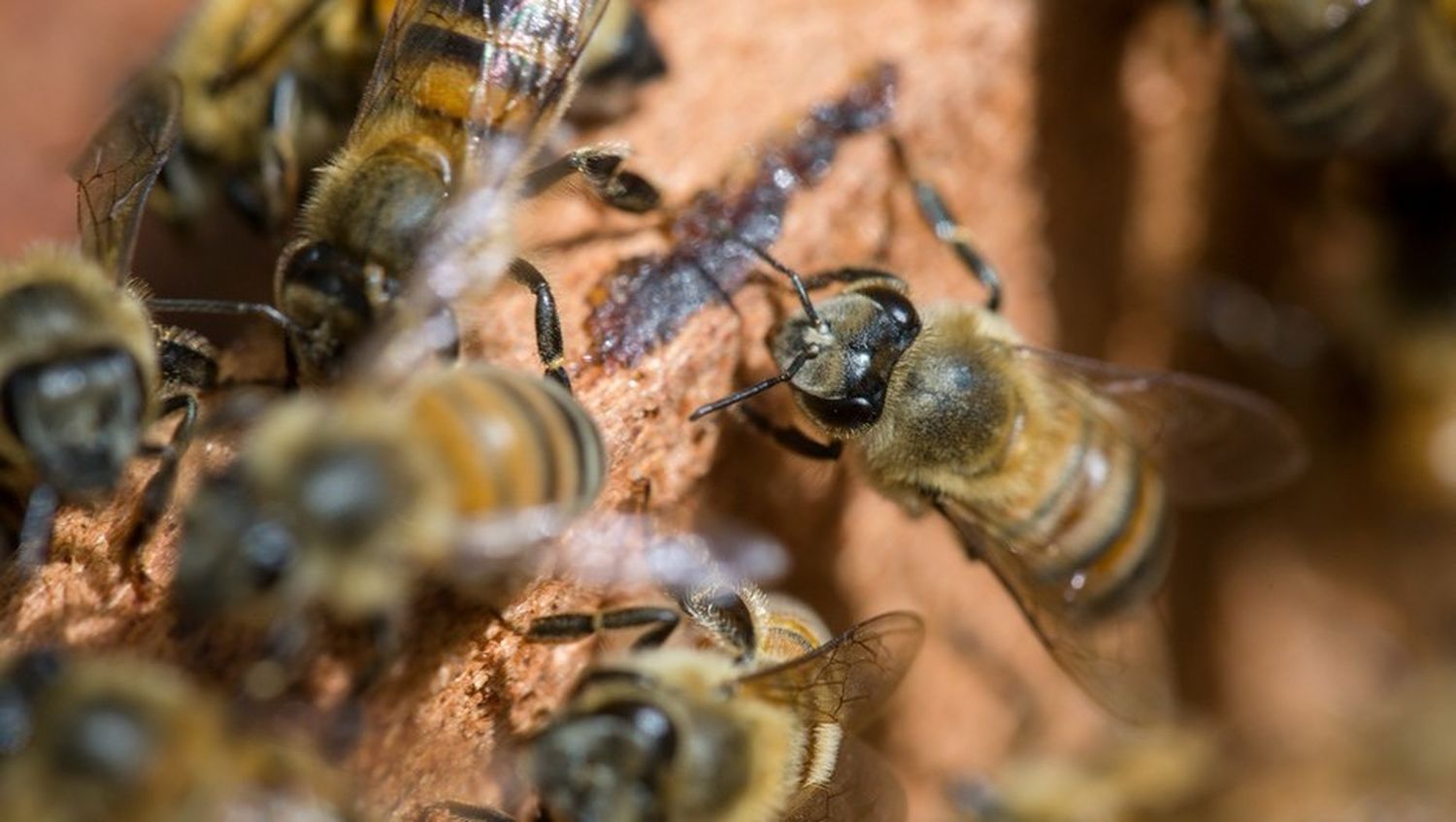 Las abejas invadieron la casa de la mujer, que es alérgica.