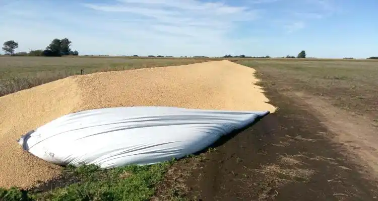 Productores preocupados por daños en silobolsas