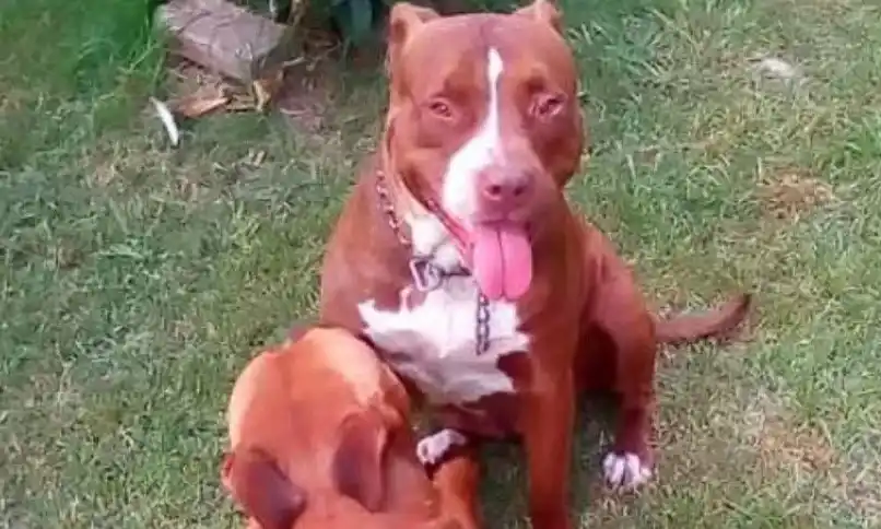 Dos pitbull destrozaron a ladrón que ingresó a robar en una casa