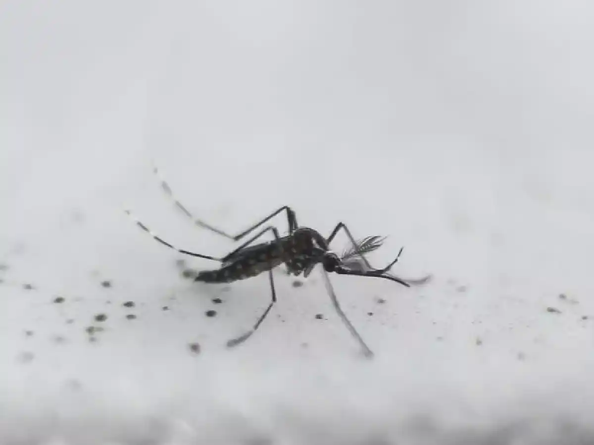 Confirman la primera muerte por dengue en Córdoba durante 2023