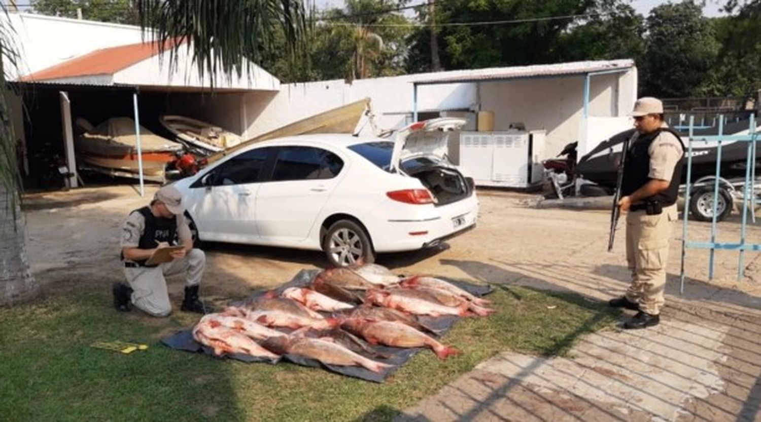 Corrientes: llevaban 280 kilos de pescado en el auto del intendente de Itatí