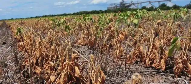 Emergencia agropecuaria: Analizan el caso de otros 11 distritos afectados por la sequía