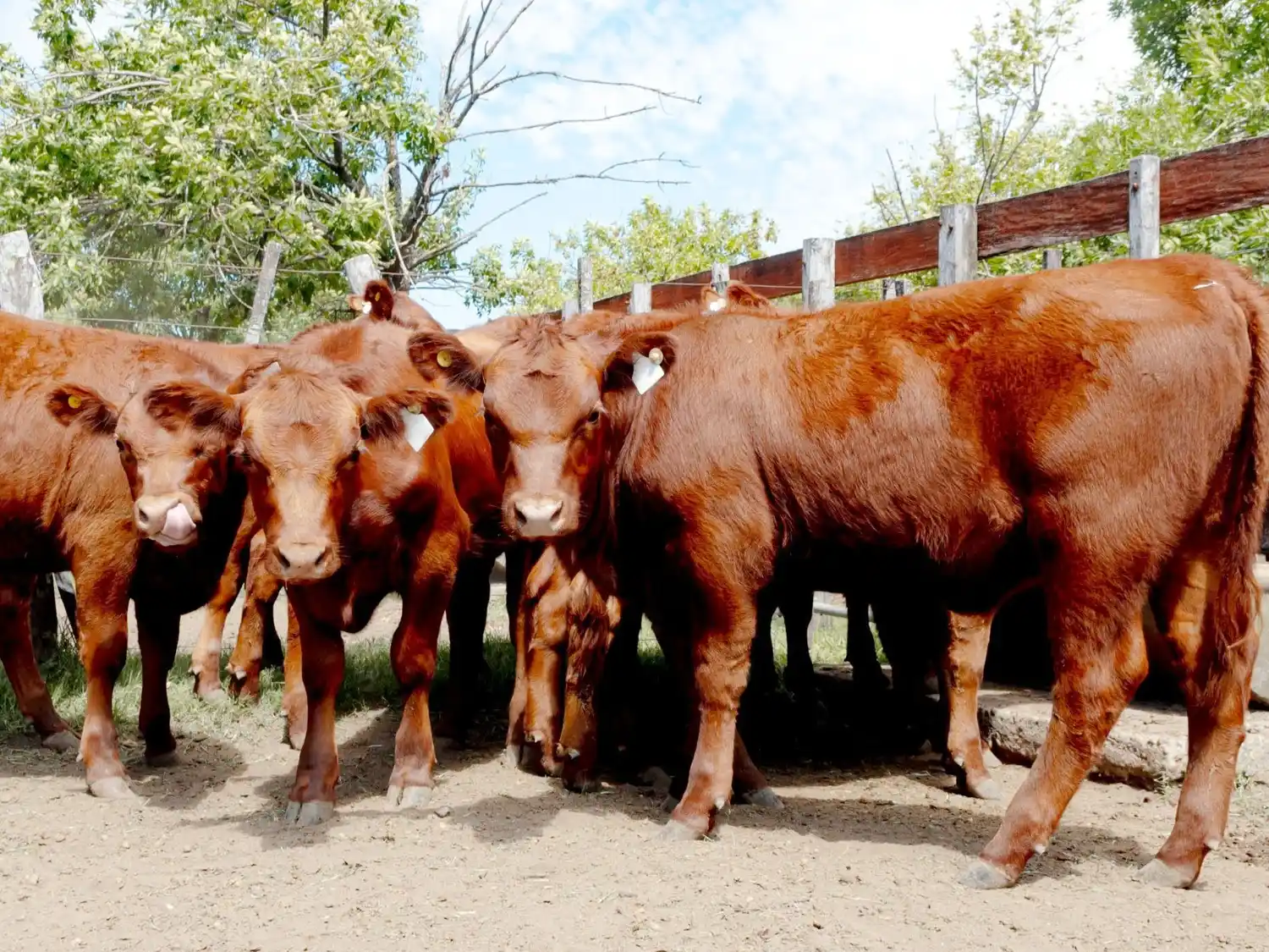 El precio de la hacienda en pie mostró una suba promedio del 4,86% en septiembre