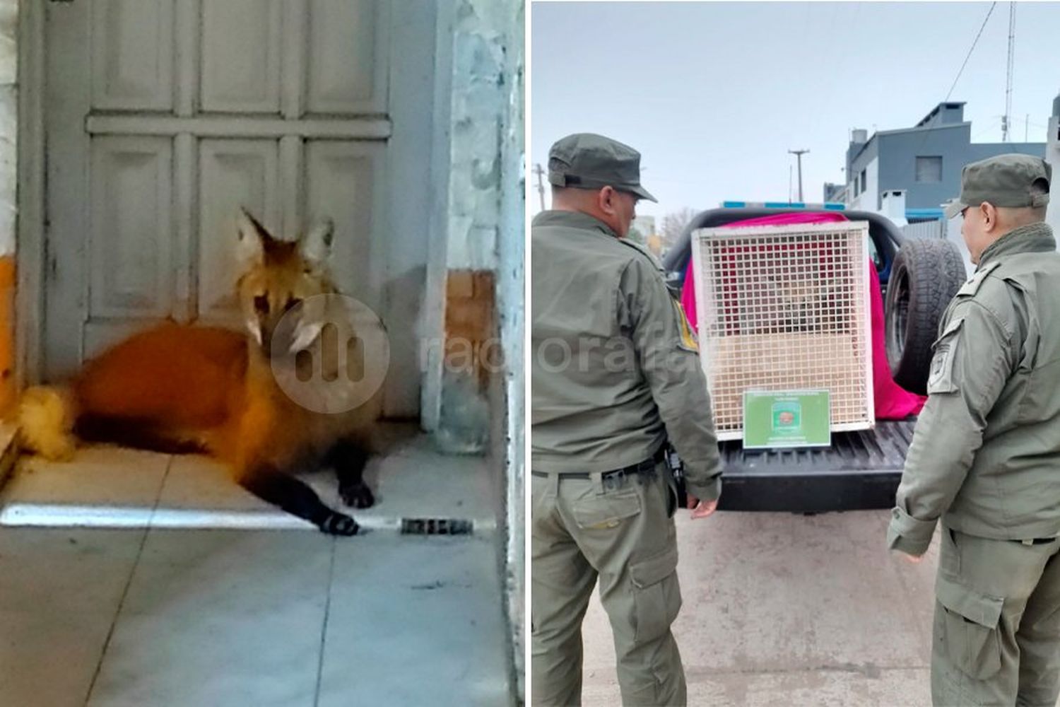 ¿Qué pasó finalmente con el Aguará Guazú que atraparon en Rafaela?