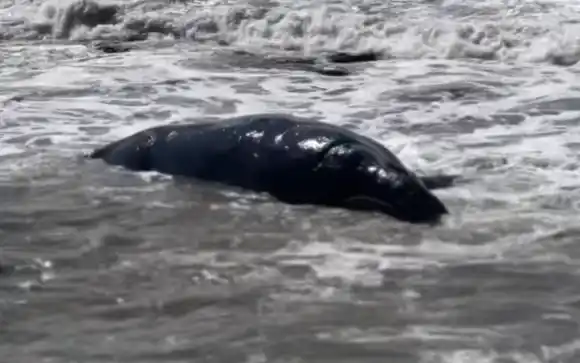Apareció una ballena franca austral muerta en las costas de Miramar: Tenía cortes