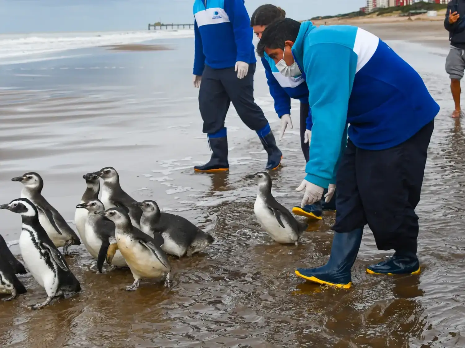 San Clemente: seis pingüinos sobrevivieron al petróleo y a las redes de pesca y volvieron al mar