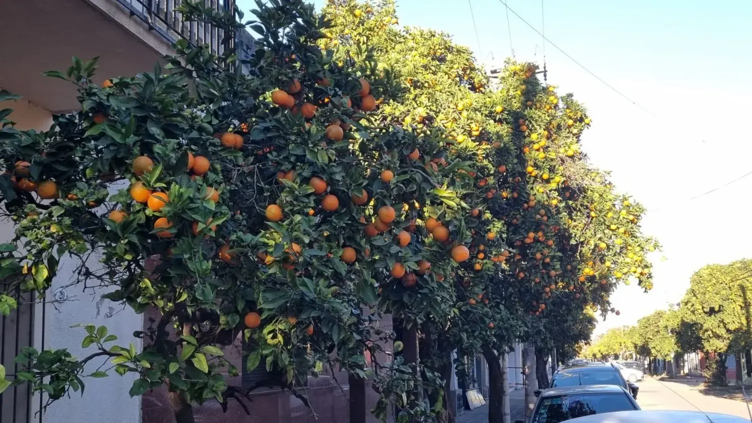 De los primeros estadios del fruto se puede obtener la hesperidina, sustancia que se aplica en cosmética, medicina y farmacia.