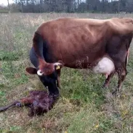 Nuevas oportunidades para el campo