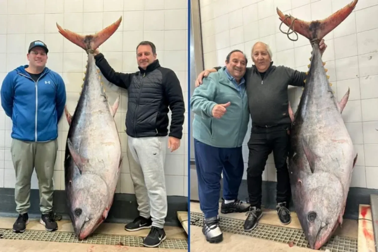 atun gigante
