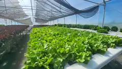 Este viernes se pondrá en funcionamiento un puesto de verduras hidropónicas en el Mercado Municipal