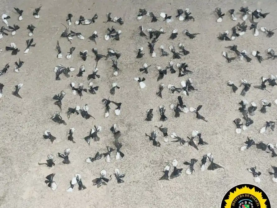 Narcos detenidos en Concordia tras intentar tomar una vivienda por la fuerza