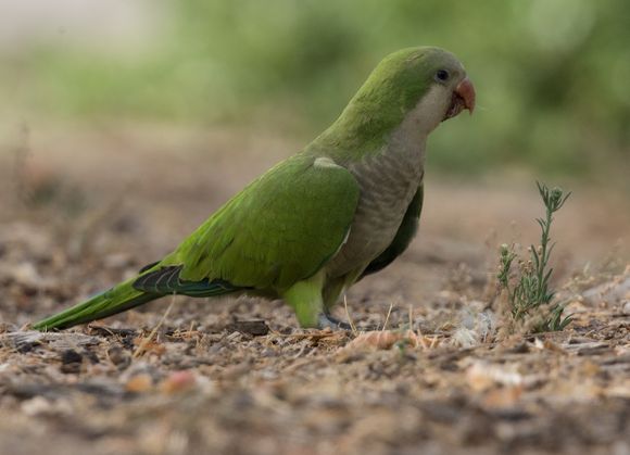 Registran caso de psitacosis, enfermedad infecciosa que contagian loros y cotorras