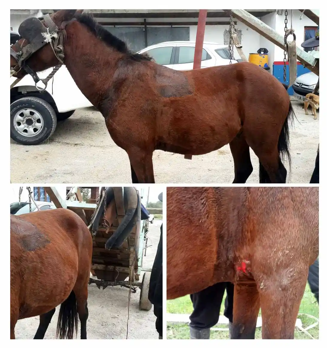 Sancionaron a dos hombres por arrojar basura desde un carro a tracción