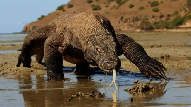 Komodo, la isla donde hay dragones de verdad