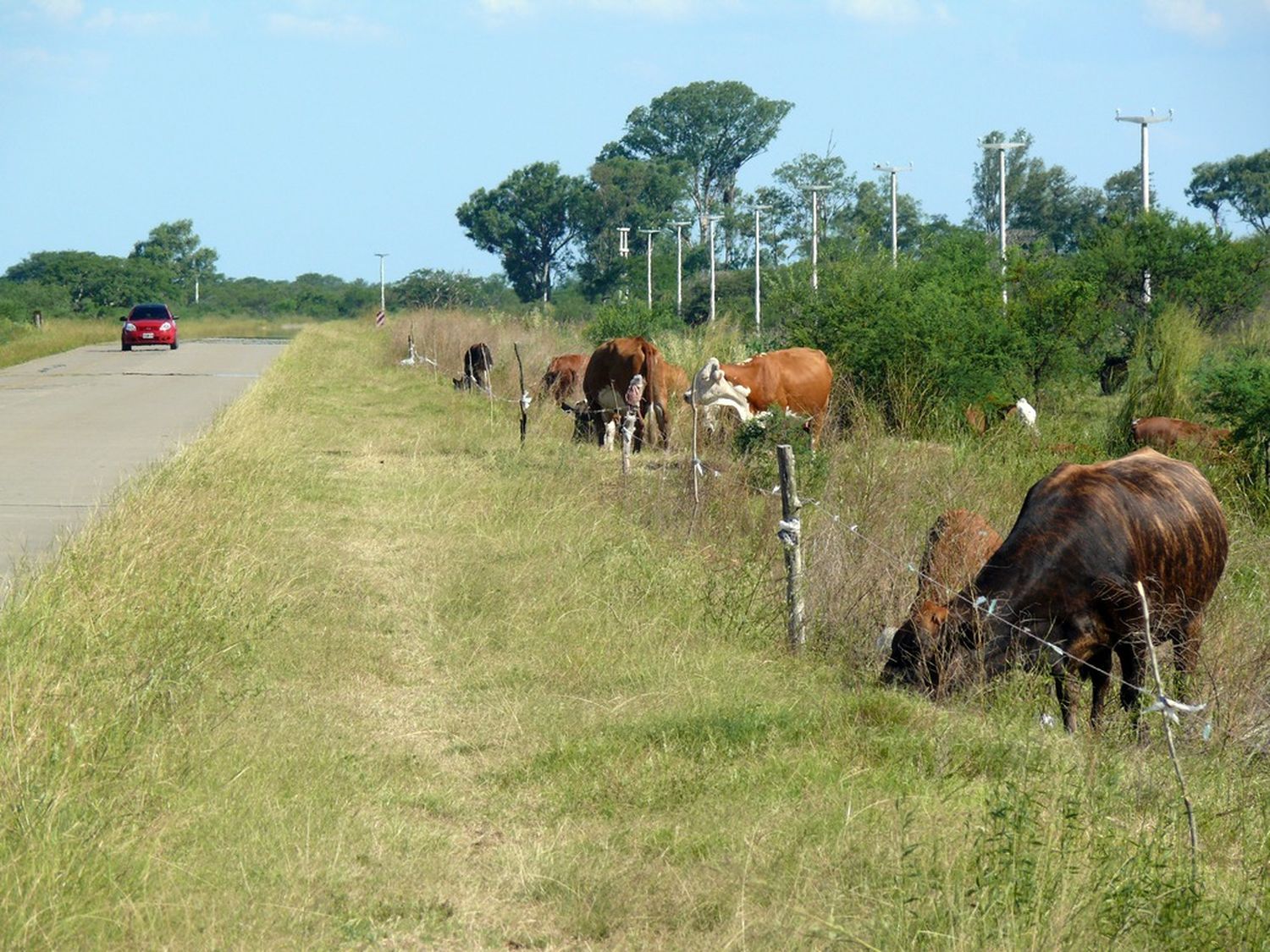 Los riesgos de tener el ganado a la vera de ruta por la crecida del río