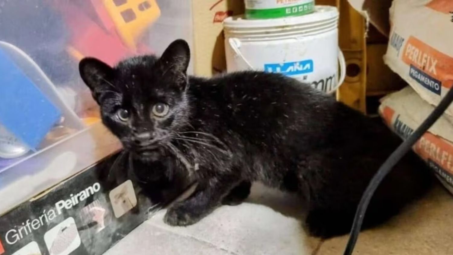 El ejemplar juvenil de gato montés fue hallado herido junto a un zorro muerto en una zona rural de Pérez Millán. (Foto: Facebook/Estefanía Marilungo).