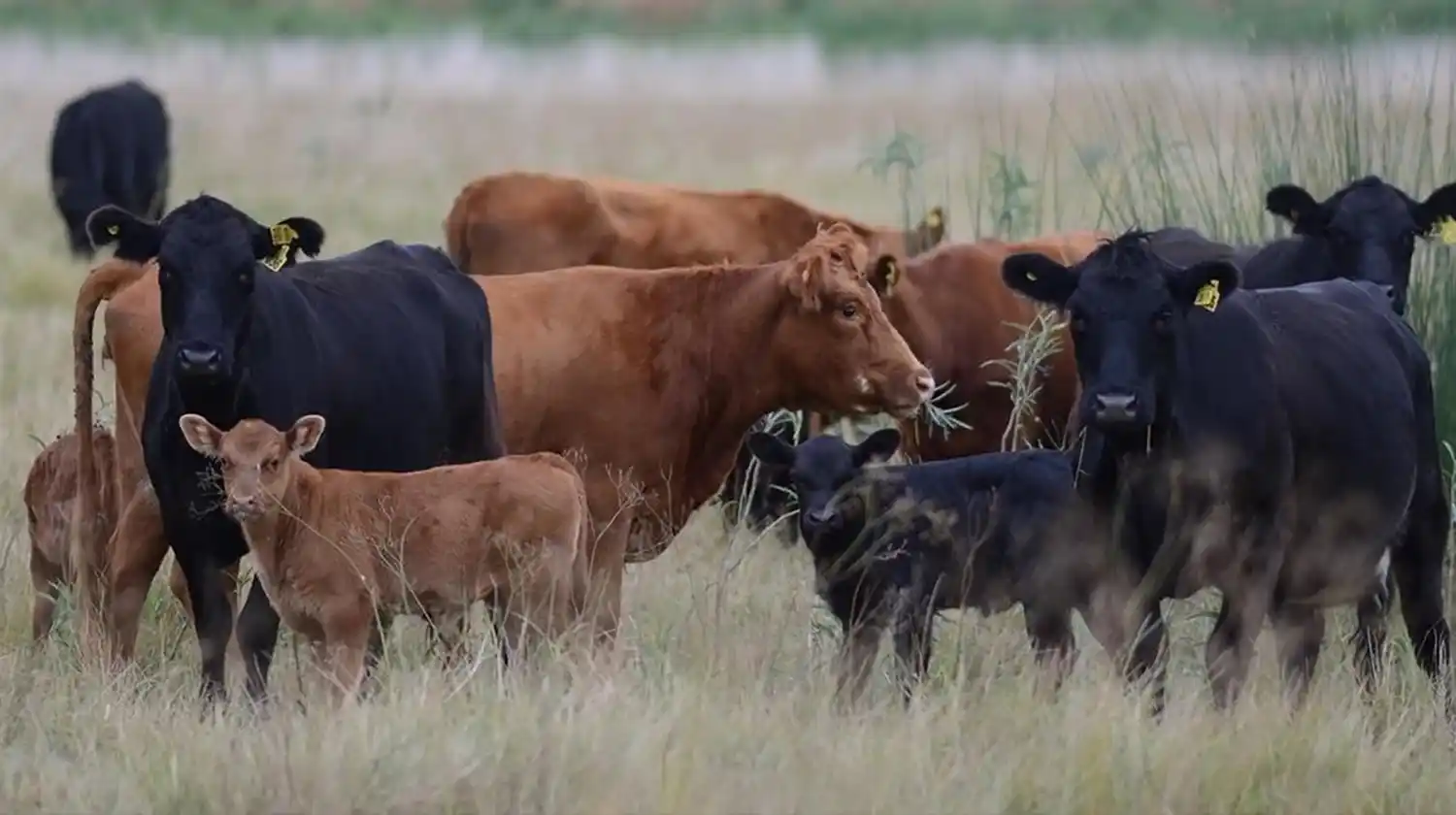 Productor agropecuario, de optimista a expectante: La producción de carne cayó el 10.9 % y el consumo de carne bajó el 8 % en febrero