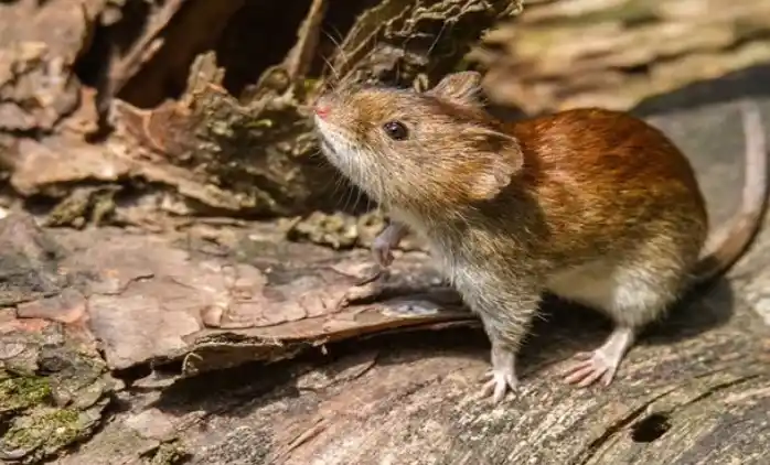 Fiebre Hemorrágica en San Nicolás: Afirman que la enfermedad transmitida por roedores llegó a la zona urbana 