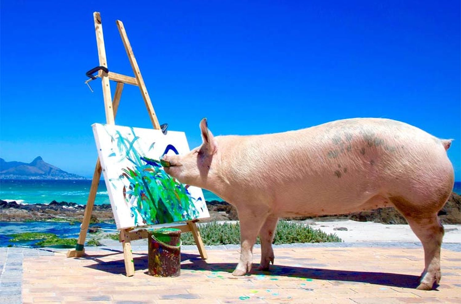 ‘Pigcasso’, la cerda que pinta cuadros de arte abstracto y los vende por mil euros