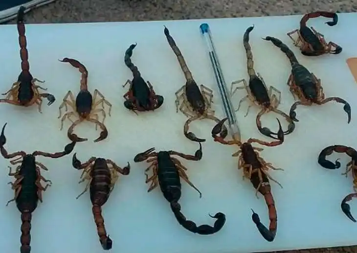 Rosario: Aparecieron en una casa unos 30 alacranes en dos semanas