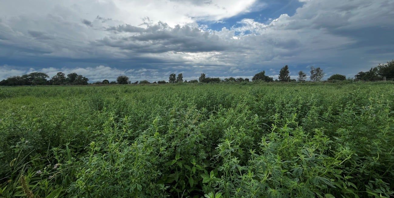 La alfalfa, la reina de las pasturas. Foto: Campolitoral