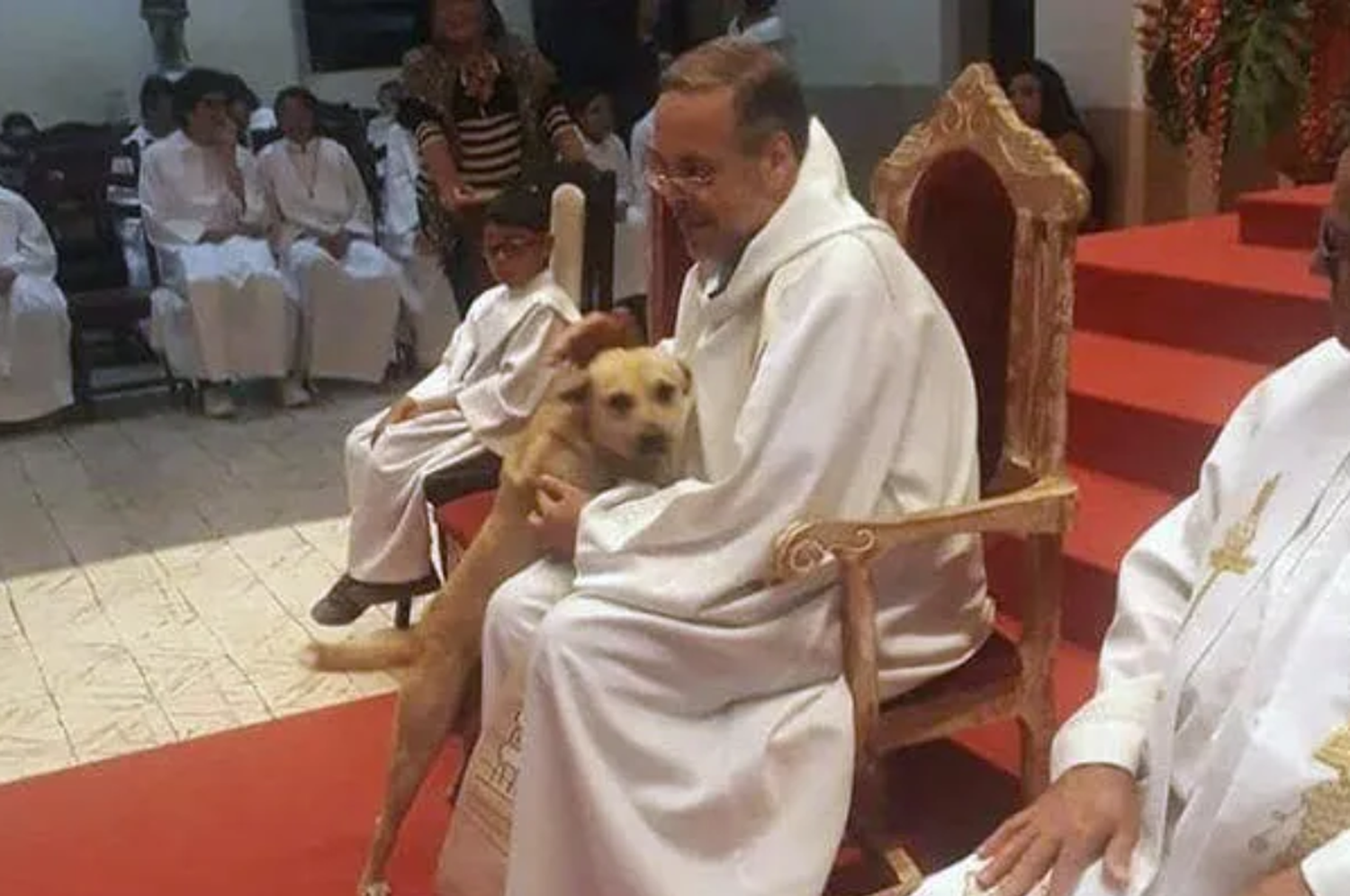 Un cura brasileño presenta perros callejeros en misa para que sean adoptados