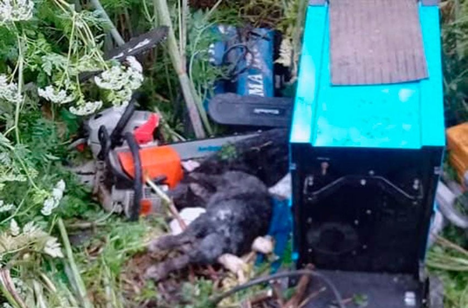 Robaron y mataron dos conejas preñadas en la Escuela Agropecuaria de Laguna de los Padres