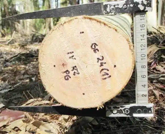 Estudiar la madera es  saber su potencial