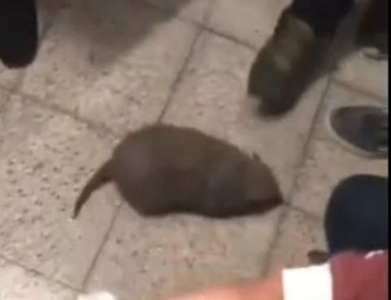 Polémica en las redes: alumnos del último año llevaron armadillos peludos al colegio