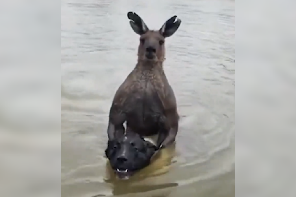 El hombre y su perro caminaban por la orilla del río cuando sucedió el ataque