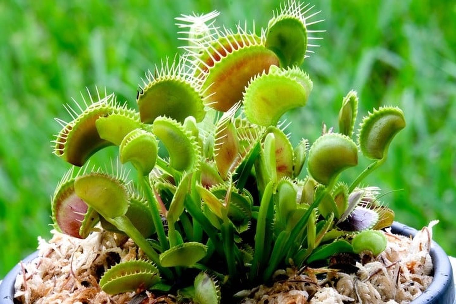 plantas carnivoras