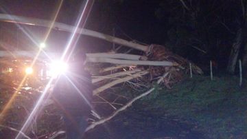 Temporal en Dolores: las ráfagas derribaron árboles, postes y obligaron a cortar la circulación en la zona