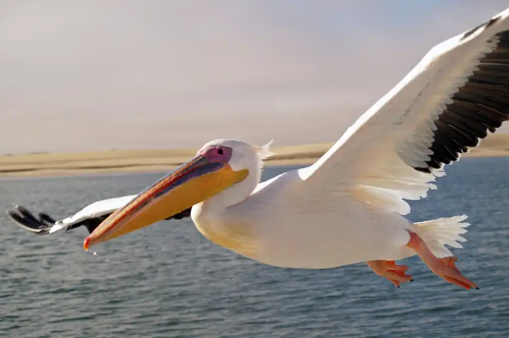 Los restos del ejemplar, fueron hallados en sedimentos marinos de la formación Paraná