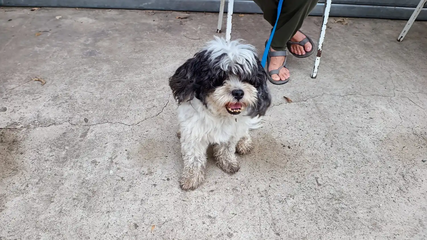 El programa “Castraciones en tu Barrio” visitará al Pizzurno y seguirá en el San José