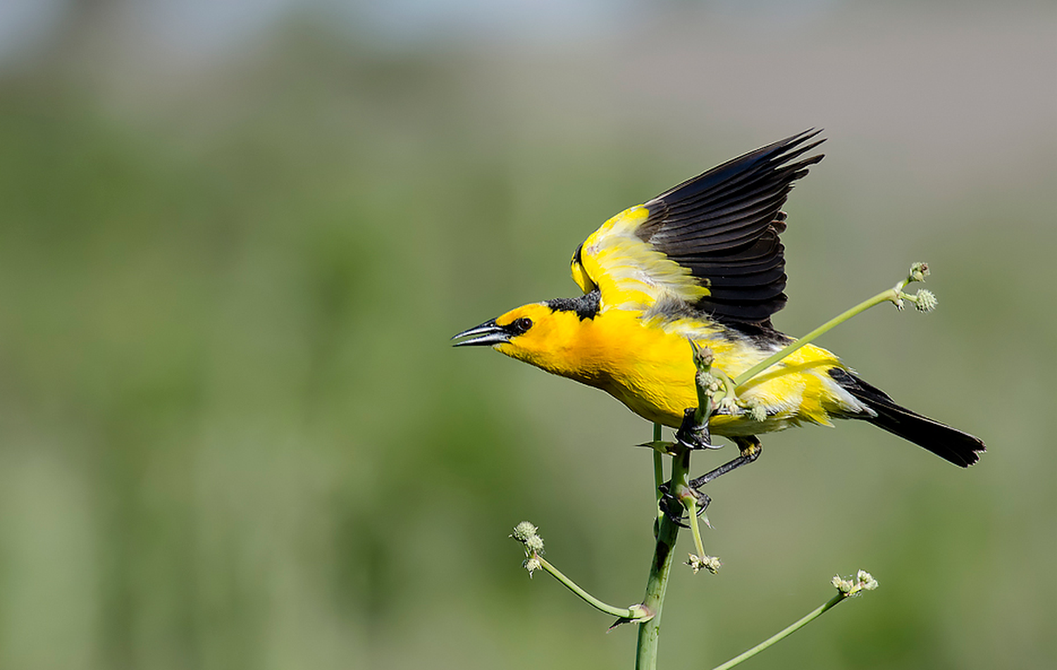 tordo amarillo