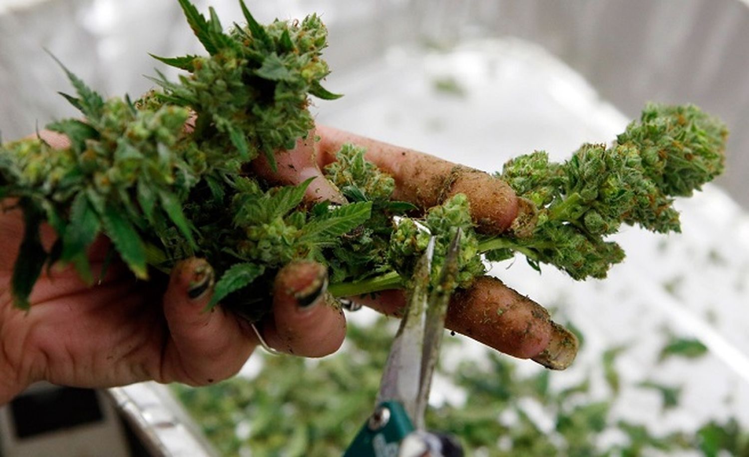 Hoy se llevará a cabo el seminario sobre Cannabis Medicinal en la ciudad