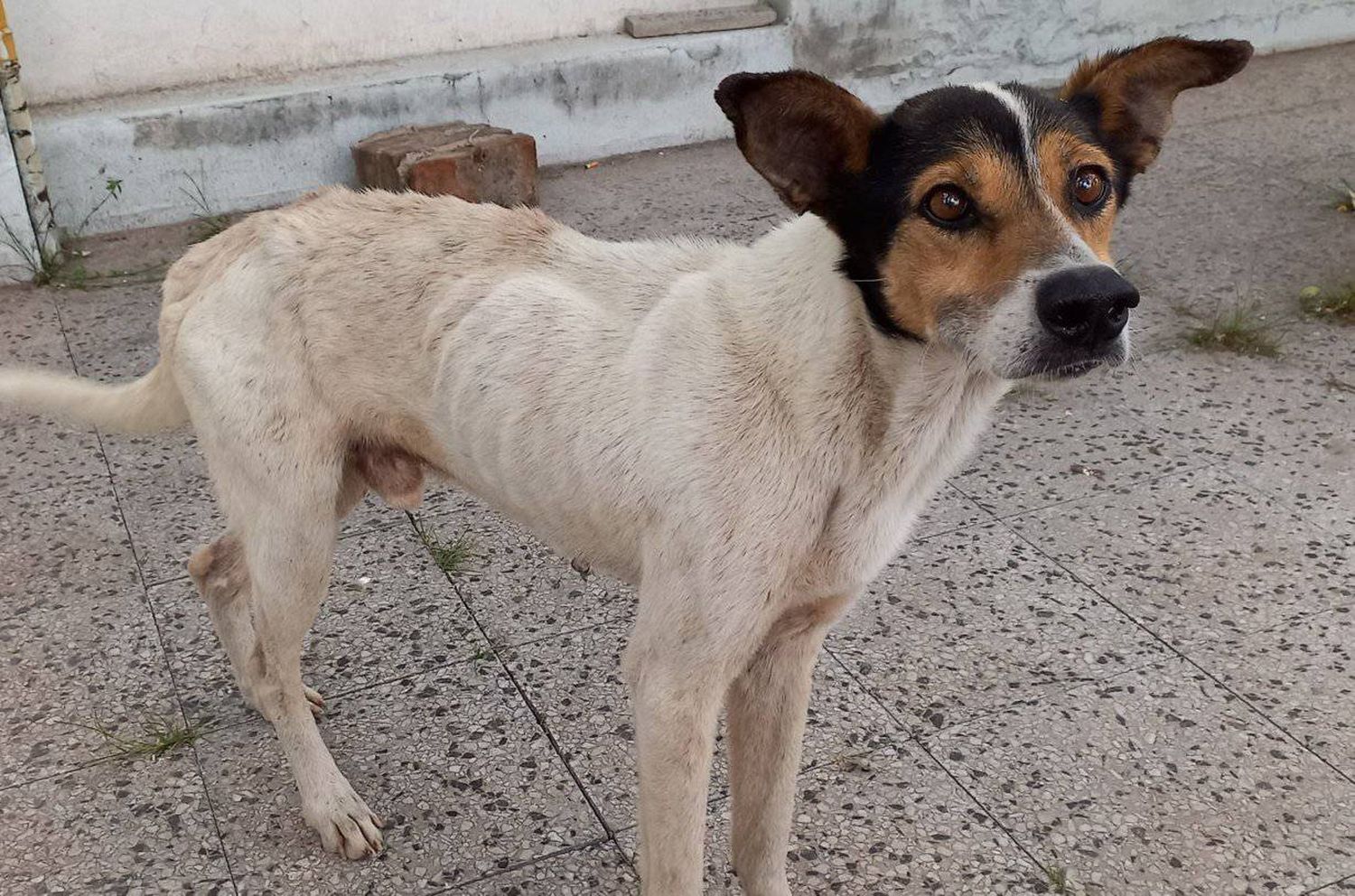 Día Mundial del Perro: Celebrando el amor incondicional y cuidando su salud