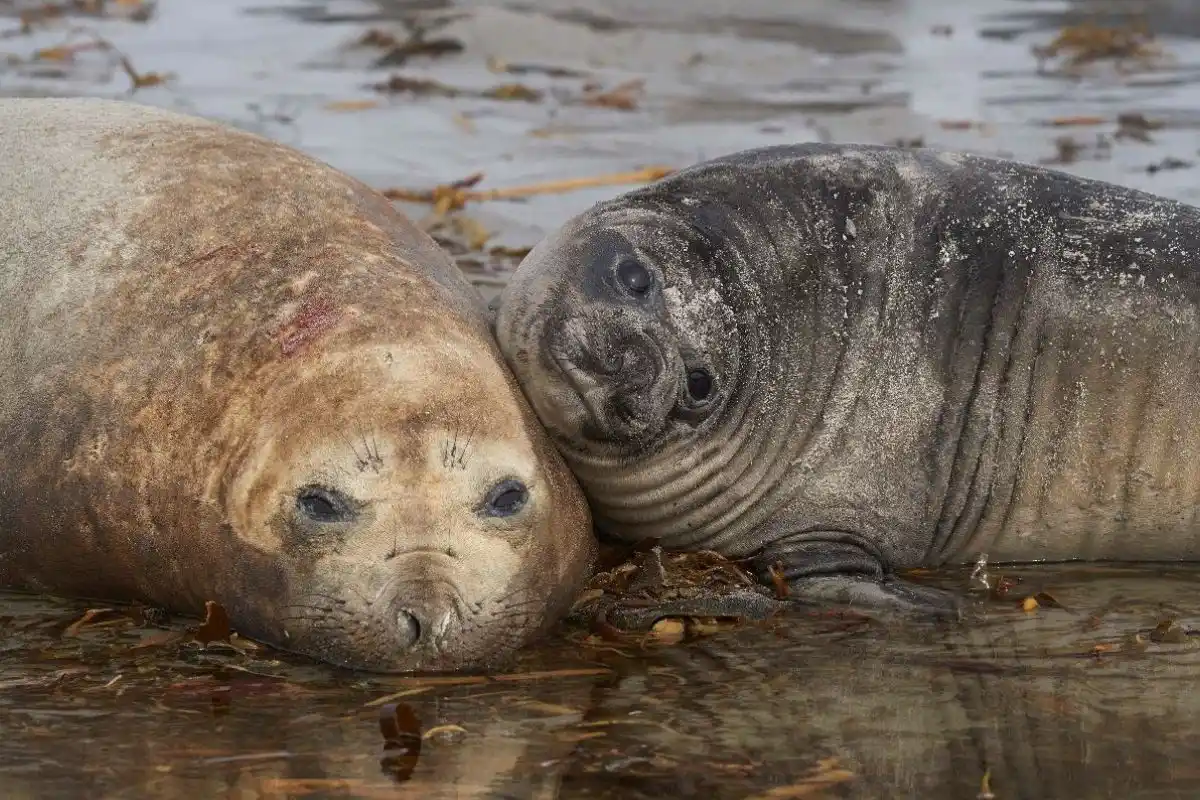 El elefante marino del sur es la foca de mayor tamaño del mundo y pasa más del 90% de su vida en el mar.