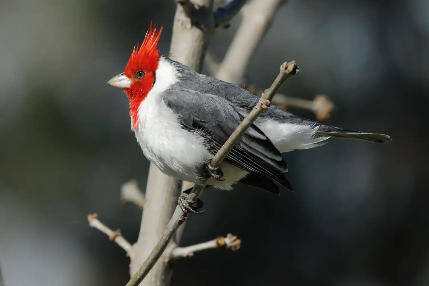 El cardenal común, una de las aves que pueden observarse con mayor facilidad en los parques nacionales entrerrianos.