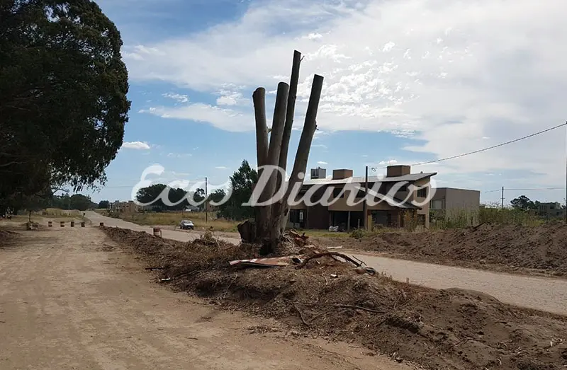 Un árbol en medio de la avenida 10