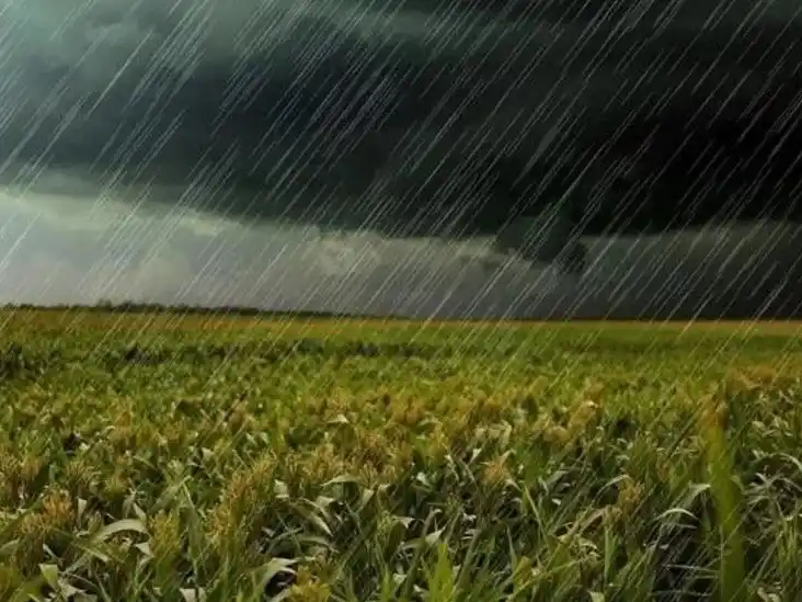 Campaña gruesa 2025/26: las lluvias de este mes darán el toque final a los rindes de este ciclo