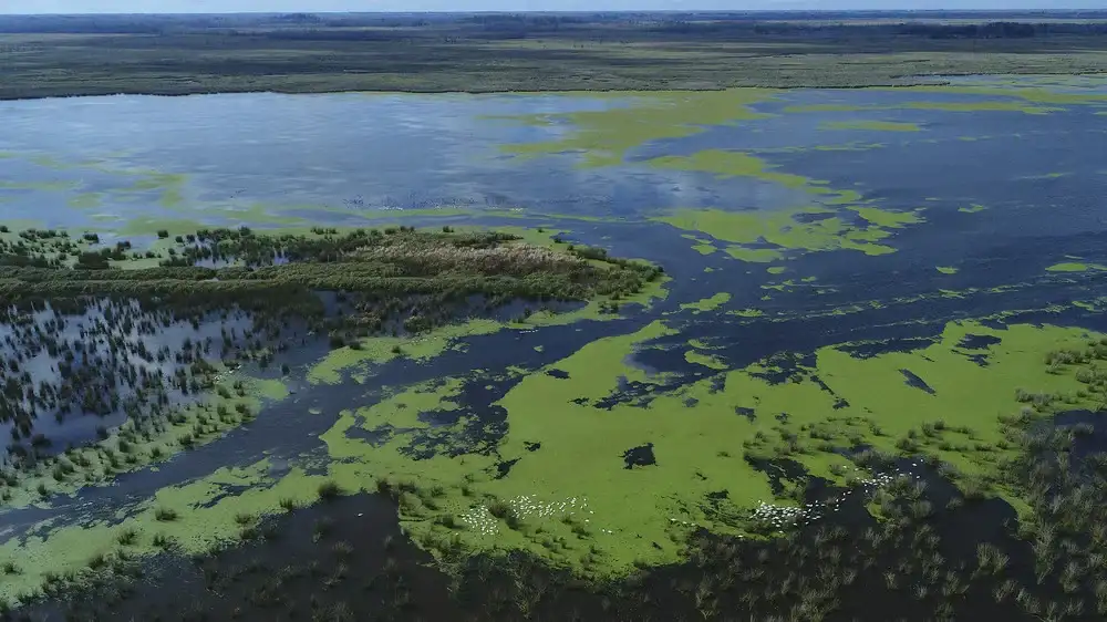 Imagen aérea del Delta Bonaerense.