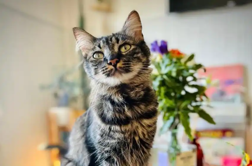 Más información en www.mardelplata.gob.ar/zoonosisweb.