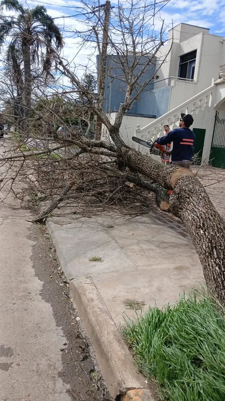 El Municipio recibió 82 reclamos tras el temporal y continúa con tareas de limpieza