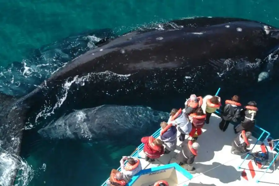 Comenzó la temporada de avistamiento de ballenas en Puerto Pirámides