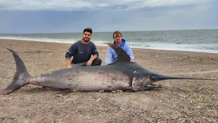 Este impresionante pez espada apareció en Puerto Lobos.