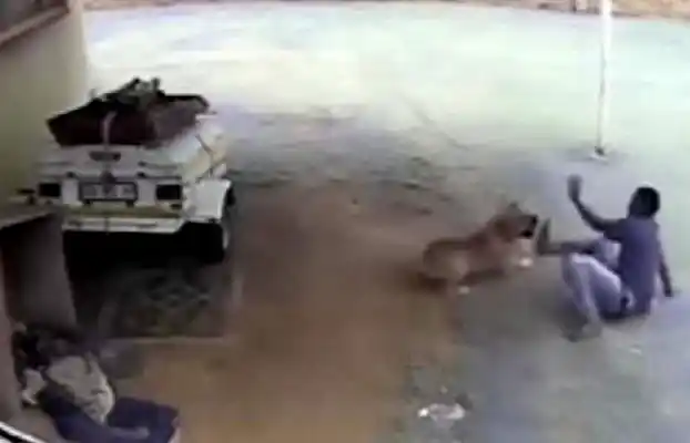 VIDEO: entró a robar, se encontró con el perro guardián y la pasó mal 