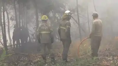 Ya se quemaron casi cien hectáreas un por incendio forestal en Epuyén