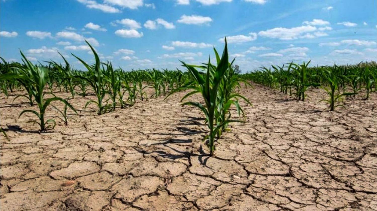 Olas de calor: cuáles son las zonas del mundo que serán inhabitables  