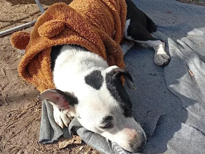 Buscan al dueño de esta perrita